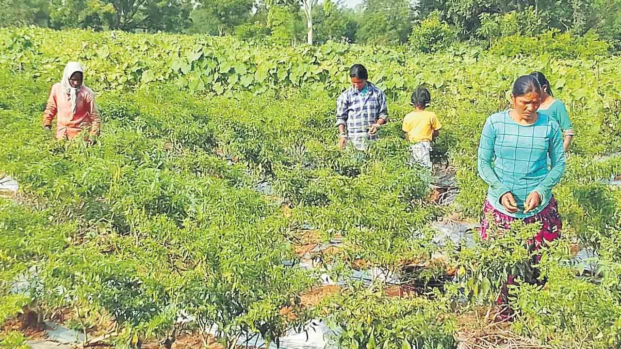 అయితే మీరు పొలాన్ని ఎప్పుడూ సాగు చేస్తూనే ఉండాలనుకుంటే..మీ పొలంలో ఆకుకూరల సాగు చేస్తున్న సమయంలోనే ఒక పక్కకు తర్వాత వేయాల్సిన టామాటా, మిర్చి పంటకు కావాల్సిన నారును పెంచుకోవచ్చు. దీంతో మీరు ప్రస్తుతం పెంచుతున్న ఆకుకూరలు సాగు పూర్తికాగానే ఆ ప్రాంతాన్ని కాస్తా చదును చేసి అదే గట్లపై టామాటా, మర్చి నారును చల్లుకోవచ్చు. 