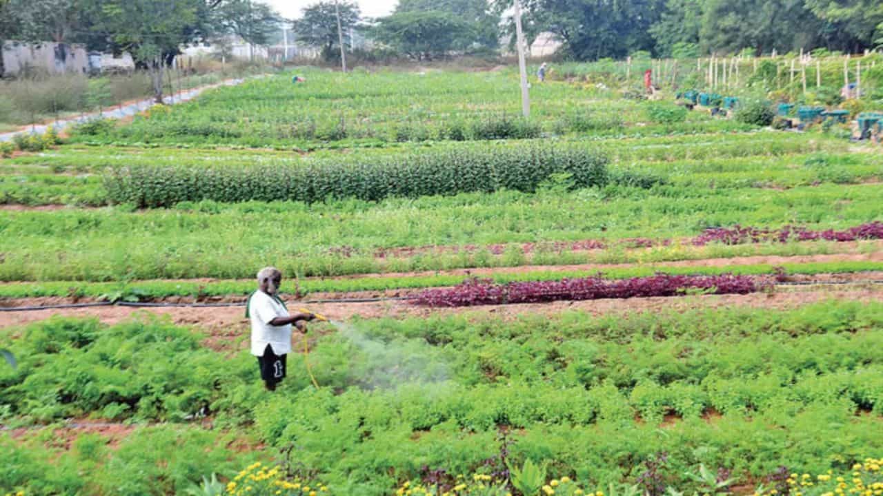 ప్రస్తుతం రబీ సీజన్ ముగింపు దశకు చేరుకుంది. దీని తర్వాత రైతులు మళ్లీ పంట వేసేందుకు కొన్ని రోజుల గ్యాప్ తీసుకుంటారు. కానీ ఈ గ్యాప్లో కొన్ని ఆకుకూరలు పండించడం ద్వారా అన్నదాతలు అద్భుతమైన లాభాలను పొందవచ్చు. అవును సాధారణంగా ఆలు, ఉల్లి పంటలు ఫిబ్రవరి నాటికి చేతికోస్తాయి. దీని తర్వాత మర్చి, టామాటా వంటి పంటలను వేసేందుకు రైతులు సుమారు నెల నుంచి రెండు నెలల టైం తీసుకుంటారు. ఈ టైంలో రైతులు జస్ట్ 40 నుంచి 50 రోజుల్లో పంట చేతికి వచ్చే ఆకుకూరలను పండించడం ద్వారా ఆదాయాన్ని పొందవచ్చు.