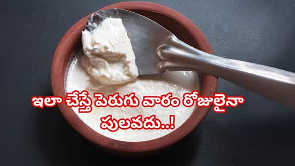 గృహిణులకు గుడ్ న్యూస్: ఈ సింపుల్ ట్రిక్ పాటిస్తే పెరుగు వారం రోజులైనా తాజాగా ఉంటుంది..!