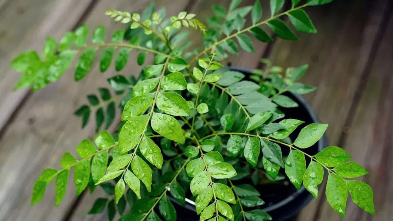 Health Tips: నాలుగే నాలుగు ఆకులు చాలు.. ఉదయాన్నే ఈ ఒక్క పని చేస్తే మీ జీవితమే మారిపోతుంది..