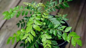 నాలుగు ఆకులు మీ జీవితాన్నే మార్చేస్తాయ్..