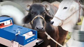 పాలలో వెన్న శాతం తక్కువగా వస్తుందా..? ఇలా చేయండి...