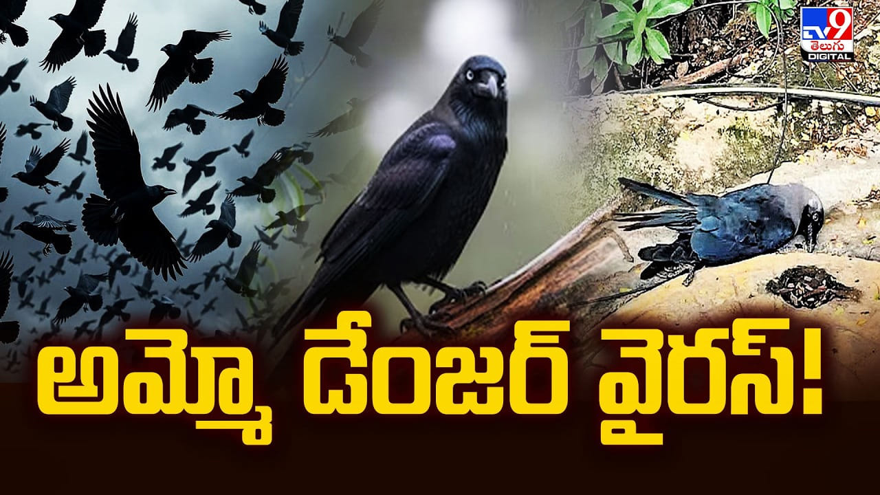 అమ్మో మళ్ళీ వచ్చిన డేంజర్ వైరస్‌.. చెన్నై కాకుల మరణాలు, మహమ్మారి భయం