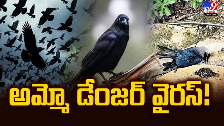 అమ్మో మళ్ళీ వచ్చిన డేంజర్ వైరస్.. చెన్నై కాకుల మరణాలు, మహమ్మారి భయం అమ్మో మళ్ళీ వచ్చిన డేంజర్ వైరస్.. చెన్నై కాకుల మరణాలు, మహమ్మారి భయం