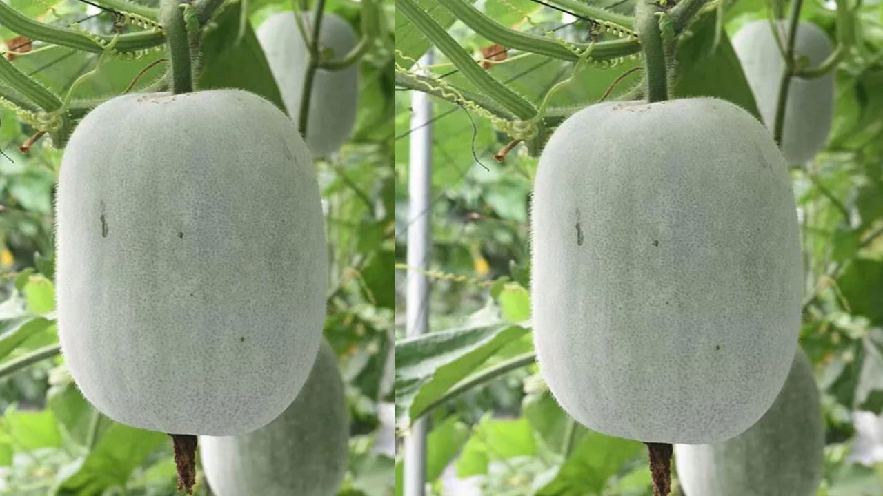 ఇంటికి  దిష్టి గుమ్మడి కాయను కట్టే ముందు కొన్ని కచ్చితంగా పాటించాలి. లేదంటే మీరు కట్టిన దానికి ఫలితం ఉండదు. అసలు, ఇంటికి  దిష్టి గుమ్మడి కాయను ఎందుకు కట్టాలి? కడితే ఏ సమయంలో కట్టాలనేది ఇక్కడ చూద్దాం.. 