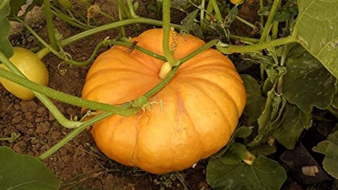 ఇంటి మీద చెడు చూపు పడకుండా ఇలా గుమ్మడి కాయను కడతారు. అలాగే, నెగిటివ్ ఎనర్జీ ఇంట్లోకి రాకుండా ఉంటుంది. ఏమైనా ఇతర చిన్న దిష్టి దోషాలున్నా కూడా తొలగిపోతాయి.