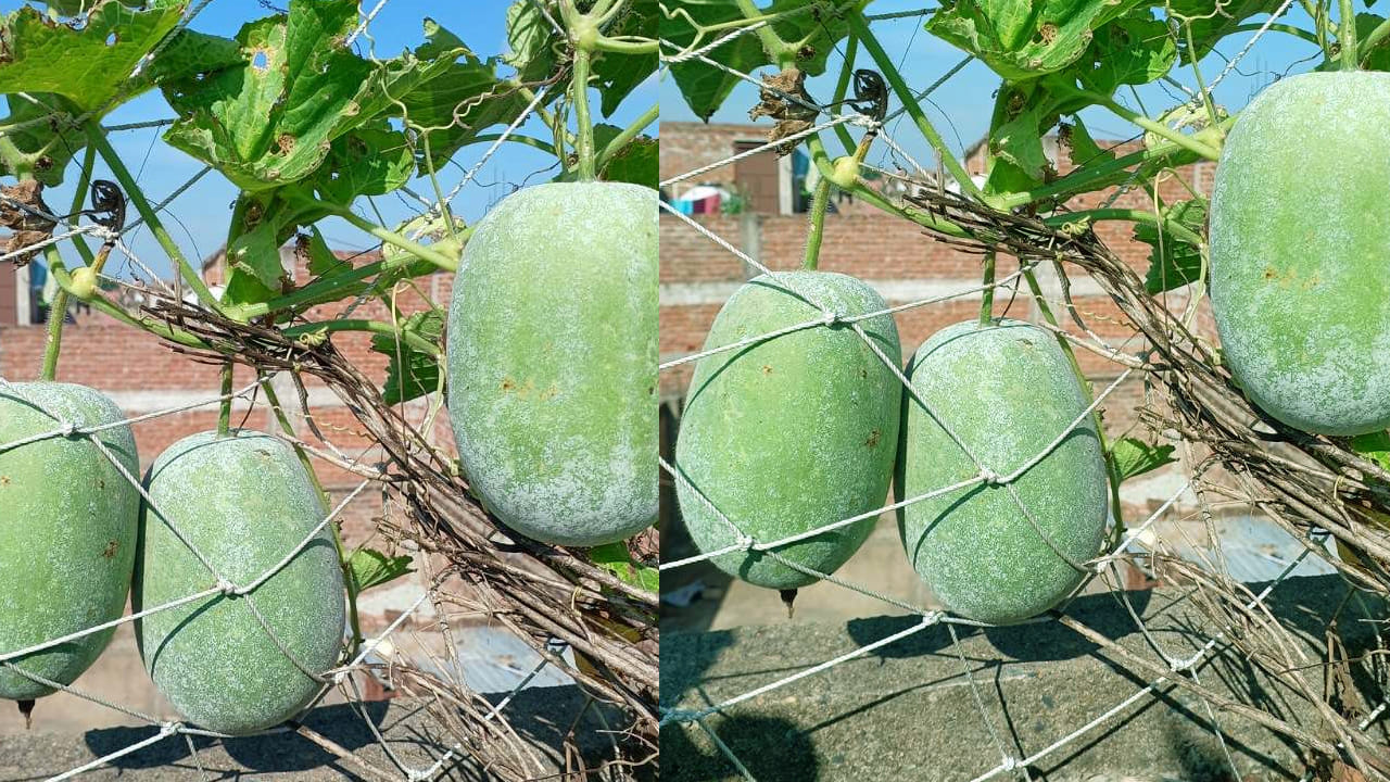 అయితే, ఈ గుమ్మడికాయను ఎప్పుడు కట్టాలంటే.. అమావాస్య రోజున కానీ, ఏదయినా శుభ గడియల్లో గుమ్మడికాయను కట్టాలి. పండుగల ముందు కూడా మంచి సమయం చూసి కట్టుకోవచ్చు.
