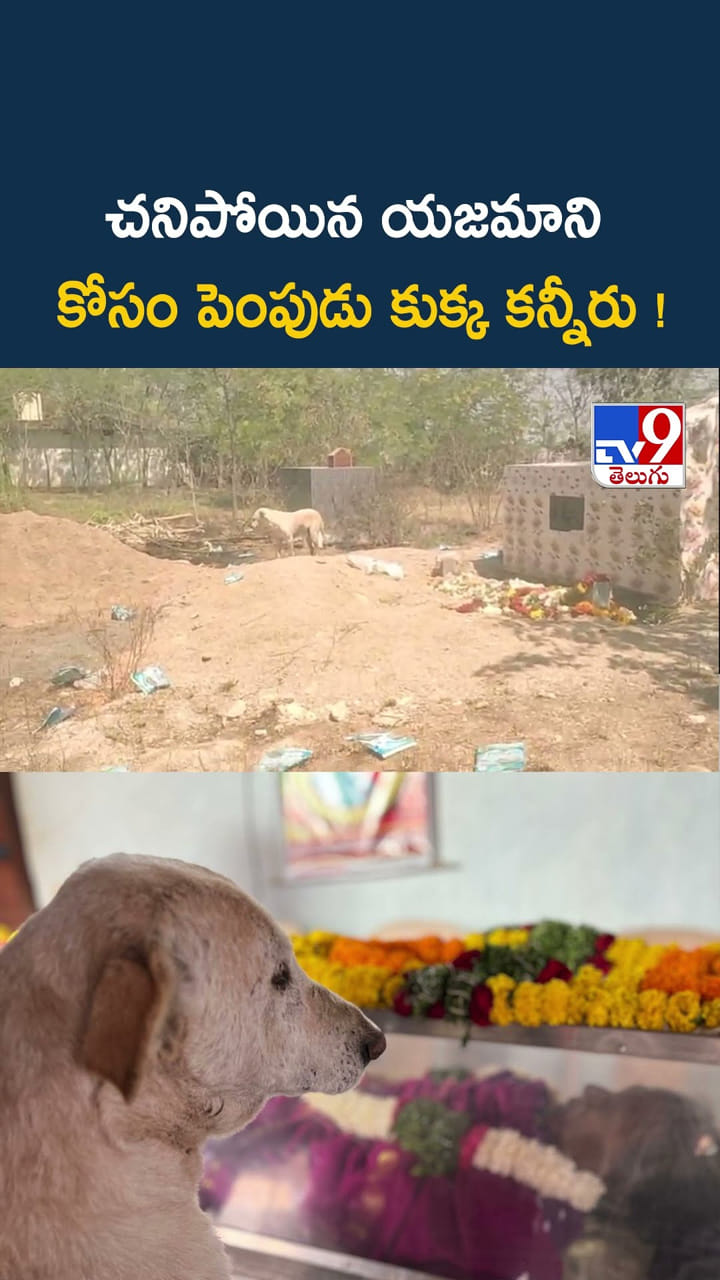 చనిపోయిన యజమాని కోసం పెంపుడు కుక్క కన్నీరు!