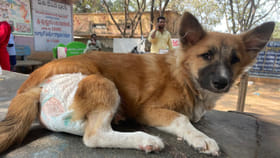 కుక్కలకూ డైపర్స్.. రీజన్ ఉందండోయ్...