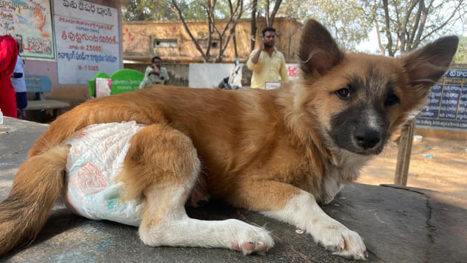 కుక్కలకూ డైపర్స్.. రీజన్ ఉందండోయ్...
