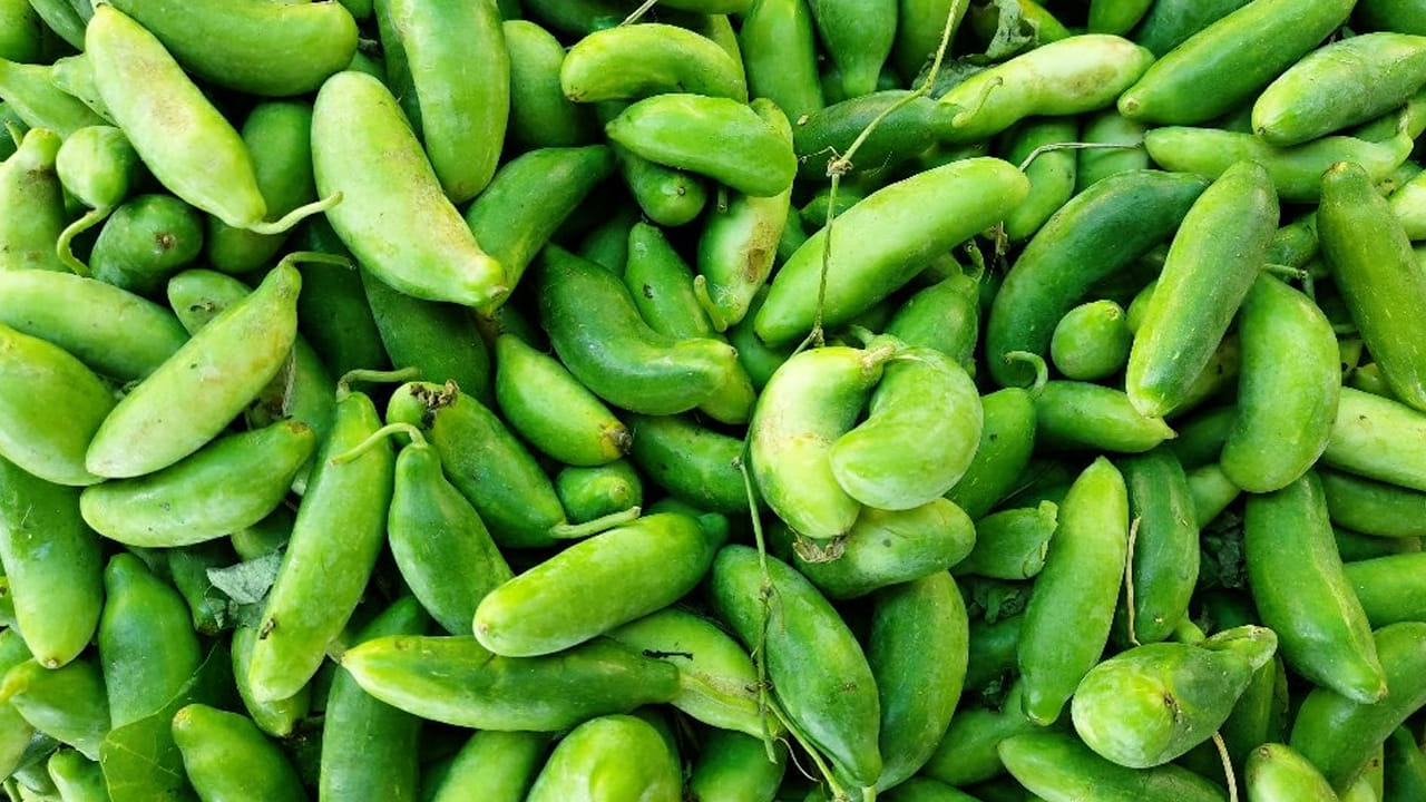 దొండకాయలు తిన్న తర్వాత మన శరీరానికి కలిగే ప్రయోజనాలు గురించి తెలిస్తే దొండకాయను వదిలిపెట్టరు. ఎందుకంటే, దీనిలో మన శరీరానికి కావాల్సిన పోషకాలు ఎన్నో ఉన్నాయి. అవేంటో ఇక్కడ చూద్దాం.. 