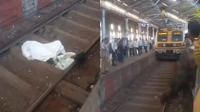 పట్టపగలు రైలు పట్టాలపై వింత ఆకారం.. స్థానికుల అరుపులు, కేకలు..