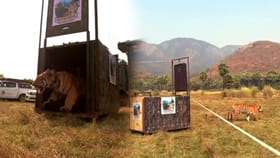 పెద్దపులి బోనులో నుంచి అడవిలోకి దూసుకెళ్తే.. ఎట్టా ఉంటదో తెలుసా?