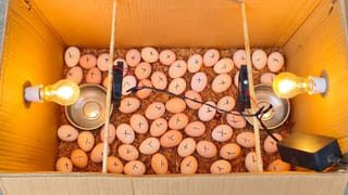 Homemade incubator: కోడి గుడ్లను పొదగేయడానికి ఇంట్లోనే ఇంక్యూబేటర్ ఇలా..?