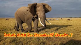 ఏనుగు నడక చెప్పే జీవన సత్యం.. బలమైన జీవితానికి సరైన బాట ఇదే..!