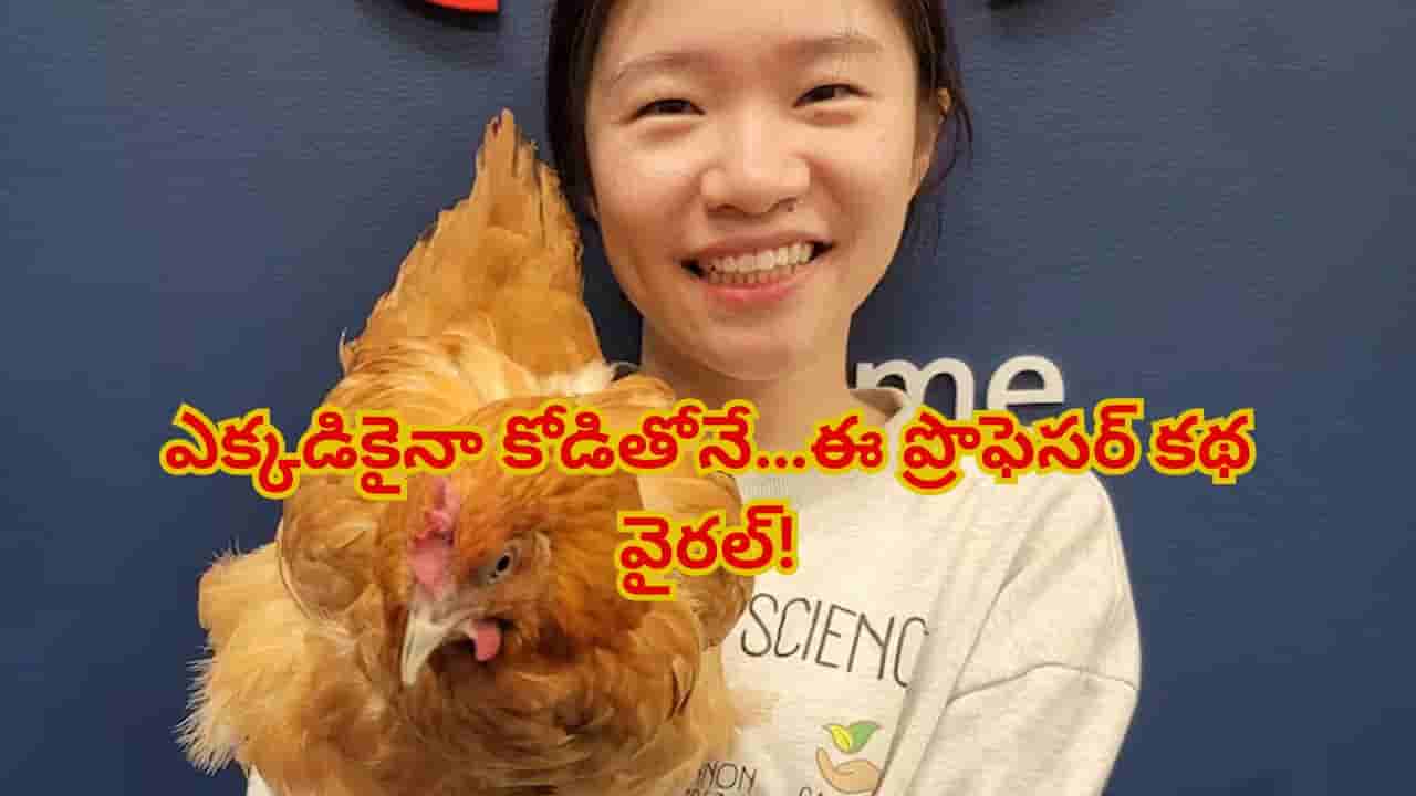 పెంపుడు జంతువు కాదు… పెంపుడు కోడి! ప్రొఫెసర్కు ప్రత్యేక తోడు!