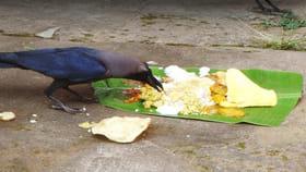 కాకికి రోజూ అన్నం పెడితే ఏమవుతుంది..?