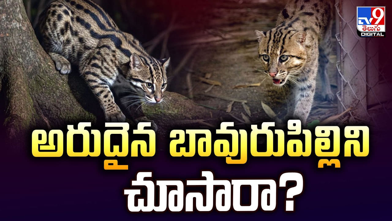 అరుదైన బావురుపిల్లిని చూసారా ?? అంతరించిపోతున్న ఈ జంతువును మీరు ఒక లుక్ వేయండి