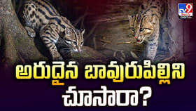 అరుదైన బావురుపిల్లిని చూసారా ??