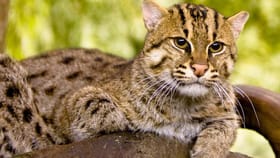 వలకు చిక్కిన ఫిషింగ్ క్యాట్ ఏమైంది..?