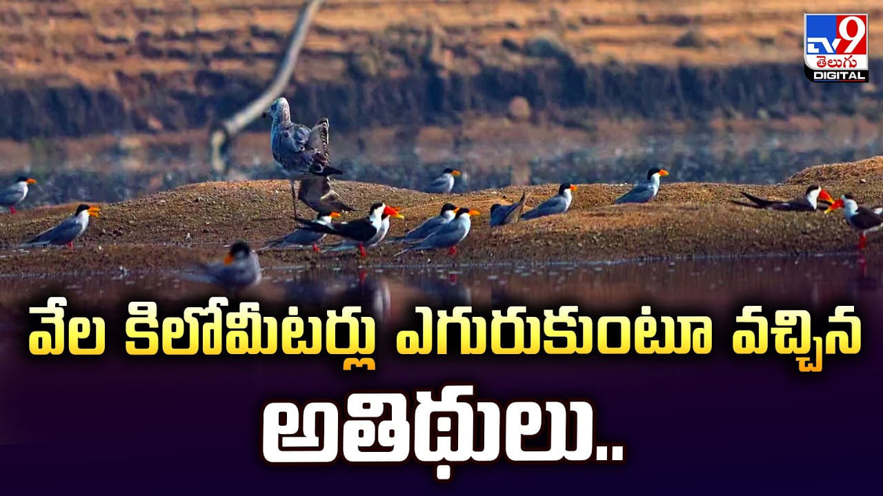 వేల కిలోమీటర్లు ఎగురుకుంటూ వచ్చిన అతిథులు.. వేల కిలోమీటర్లు ఎగురుకుంటూ వచ్చిన అతిథులు..