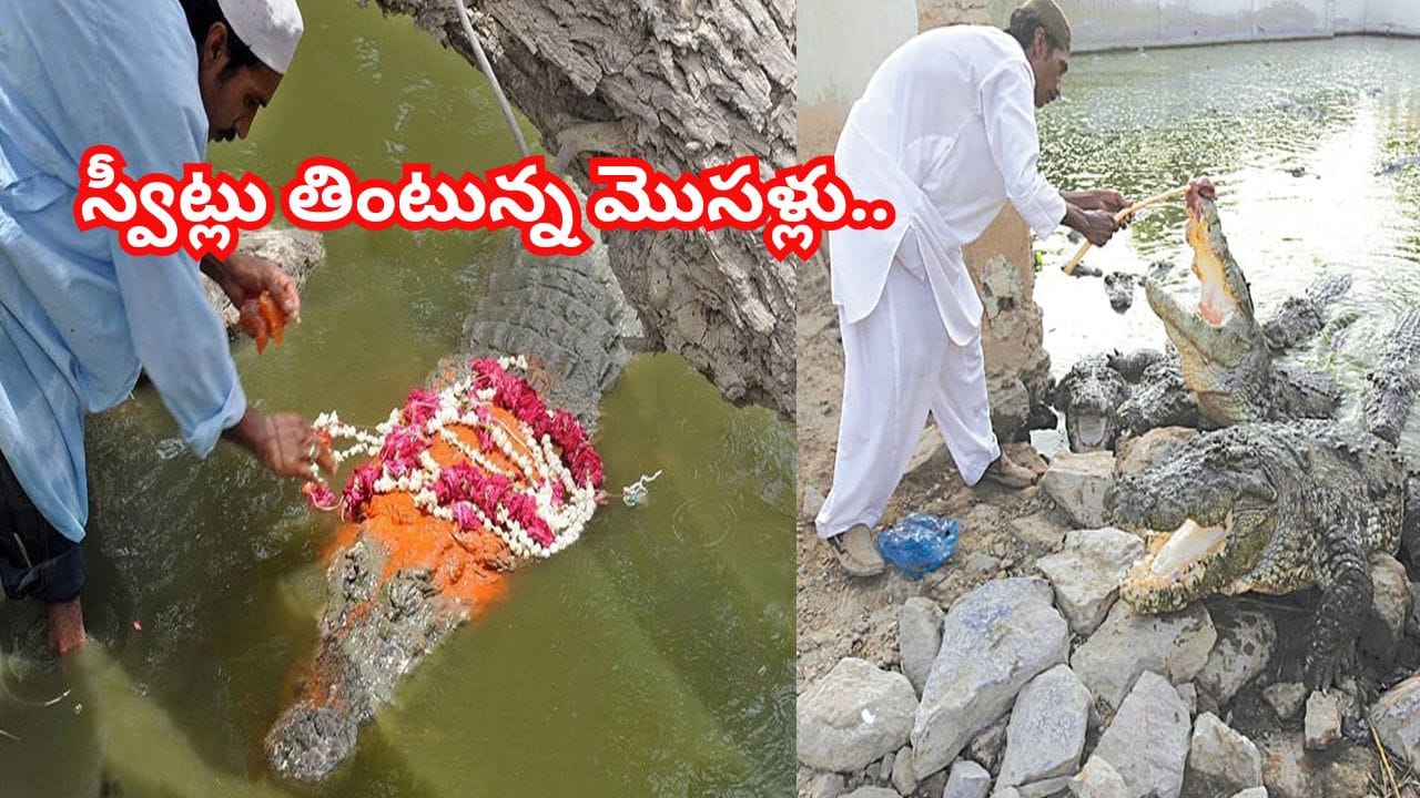 అద్భుత ఆలయం.. ఈ గుడికి కాపలా కాస్తున్న మొసళ్లు.. పండ్లు, స్వీట్లు తింటూ భక్తులతో స్నేహం! అద్భుత ఆలయం.. ఈ గుడికి కాపలా కాస్తున్న మొసళ్లు.. పండ్లు, స్వీట్లు తింటూ భక్తులతో స్నేహం!