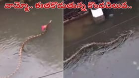 అయ్యబాబోయ్.. రోడ్డుపై ఈత కొడుతున్న కొండచిలువ.. వీడియో వైరల్..