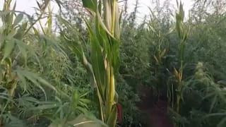 క్లాస్‌రూమ్‌లోనే ఎంతకు తెగించావ్‌రా.. అమ్మాయిలతో మాట్లాడుతూనే..