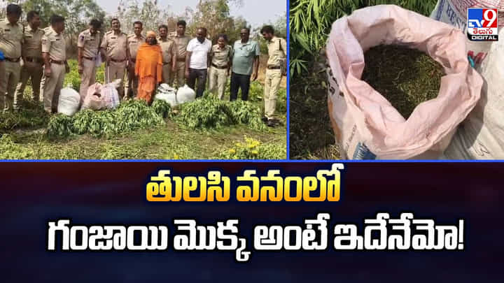 తులసి వనంలో గంజాయి మొక్క అంటే ఇదేనేమో తులసి వనంలో గంజాయి మొక్క అంటే ఇదేనేమో