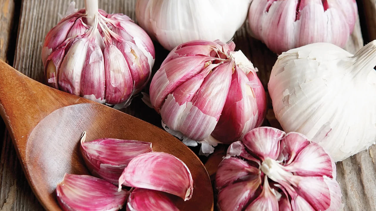 ఇంకా ఈ పర్వత వెల్లుల్లి తీసుకోవడం వలన కొలెస్ట్రాల్ స్థాయిలు కూడా తగ్గుతాయి. అంతేకాదు, గుండెను కూడా రక్షిస్తుంది. ఇంకా చెప్పాలంటే మధుమేహం సమస్య నుంచి కూడా ప్రాణాలను రక్షిస్తుంది.