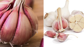 పర్వత వెల్లుల్లి Vs తెల్ల వెల్లుల్లి.. వీటిలో ఏది మంచిదో తెలుసా?