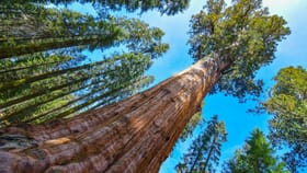 ప్రపంచంలోనే అతిపెద్ద వృక్షం ‘జనరల్ షెర్మెన్’..నాగరికతల పుట్టుకకు