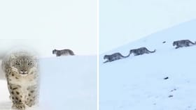 మంచుకొండల్లో అరుదైన ప్రకృతి అద్భుతం..!