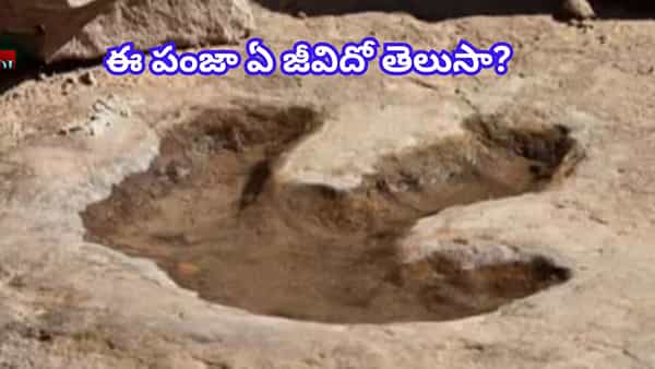 ఓరీ దేవుడో మనిషి ఎత్తుకంటే పొడవైన పంజా గుర్తులు..! ఏ జీవిదో తెలిస్తే..