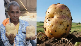 బాహుబలి బంగాళాదుంపలు.. ఒక్కో దుంప రూ.40 విక్రయిస్తున్న రైతు!