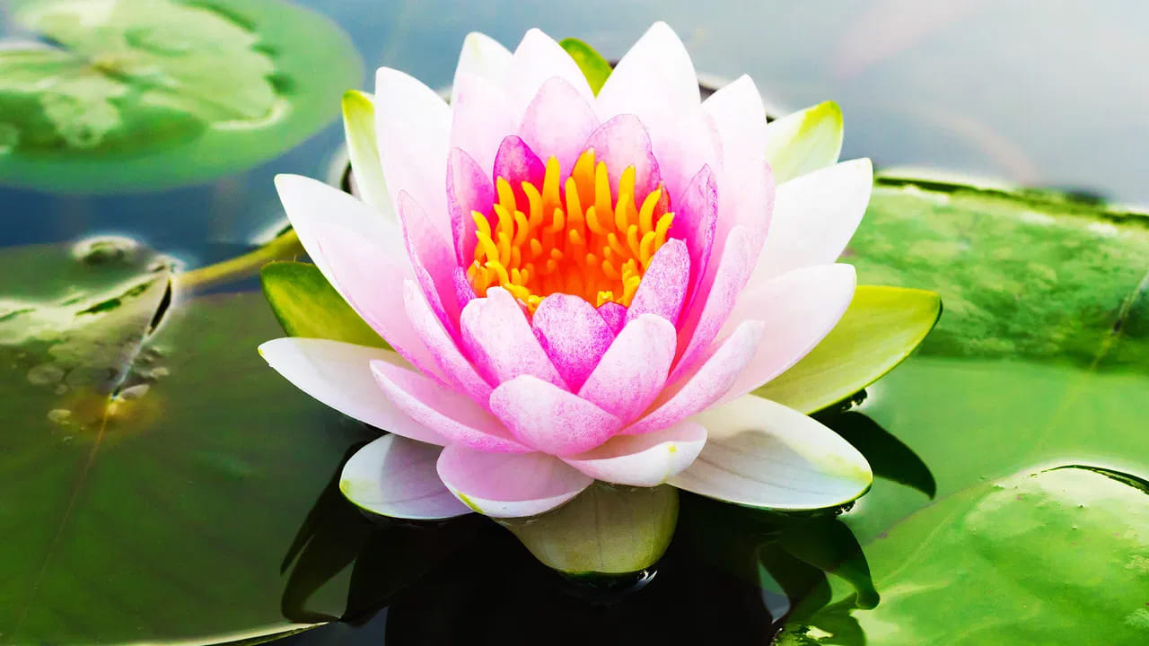 తామర పువ్వు : కలలు రావడం సహజం. ఇక కలలో ఒకొక్కరికీ ఒక్కో వస్తువు కనిపిస్తుంది. అయితే ఎవరి కలలో అయితే తామర  పువ్వు కనిపిస్తుందో, వారికి అదృష్టం కలగనున్నది అని అర్థం అంటున్నారు పండితులు. కమలం పువ్వు  కొత్త ప్రారంభాలు, సానుకూలతను సూచిస్తుంది. ఇది కలలో కనిపించడం వలన ఇంటిలో శుభ ఫలితాలు కలుగుతాయంట.