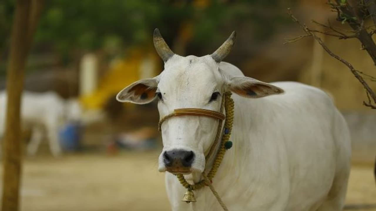 ఆవు : ఇంటి ముందుకు ఆవు రావడం కూడా చాలా మంచిది. ఇది శుభ సూచకం. అంతే కాకుండా ఏదైనా ముఖ్యమైన పని మీద బయటకు వెళ్తున్నప్పుడు ఆవు ఎదురు వస్తే కూడా మీకు అదృష్టం కలుగుతుంది అని అర్థం. ముఖ్యంగా దూడ ఆవు పాలు తాగుతూ కనిపిస్తే, అది విజయానికి సంకేతం అంటున్నారు నిపుణులు.