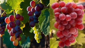 ద్రాక్ష కేవలం నీళ్లతో కడిగితే సరిపోదు.. ఇలా శుభ్రం చేయాల్సిందేనట!