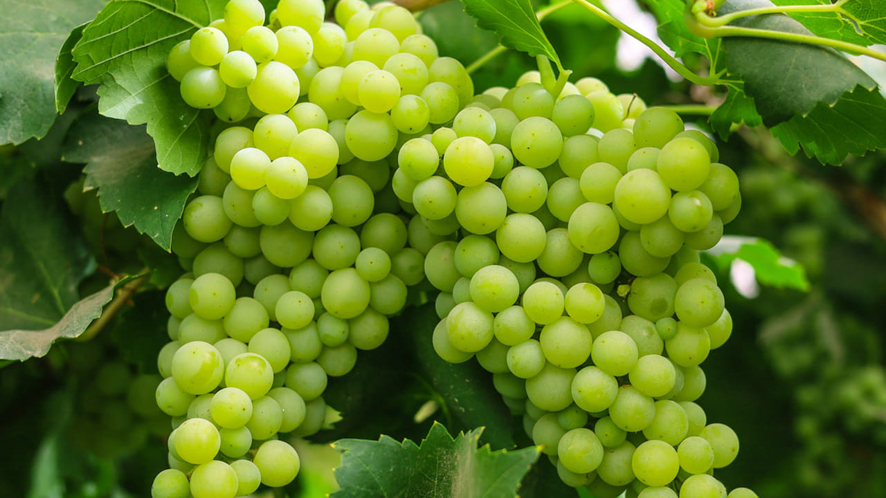 దగ్గు, జలుబు : జలుబు, దగ్గు సమస్య ఉన్నవారు వీటికి దూరంగా ఉంటేనే మంచిది. ఎందుకంటే, ఇవి తియ్యగా ఉంటాయి. రాత్రిపూట తింటే  కఫం ఎక్కువవుతుంది. 