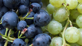 ద్రాక్ష పండ్లు తినడానికి సరైన సమయం ఏది?తప్పక తెలుసుకోండి