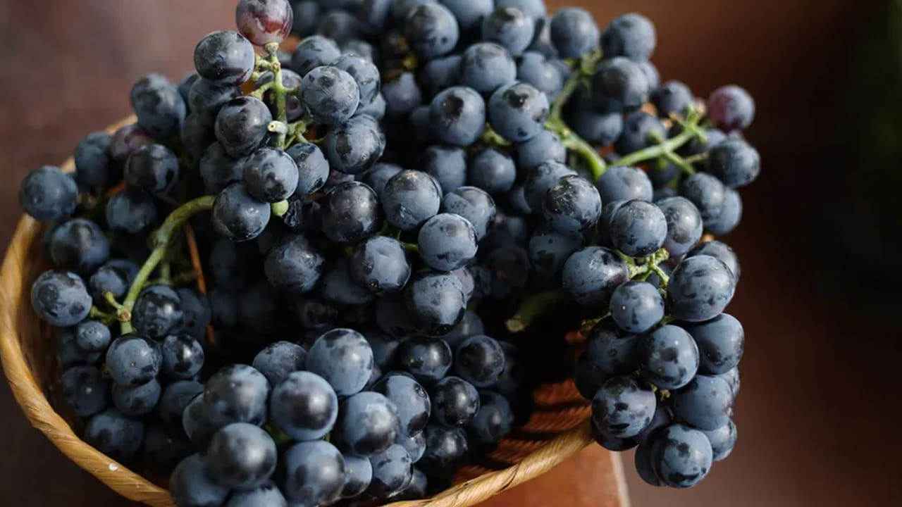 బరువు ఎక్కువగా ఉన్న వారు ద్రాక్ష పండ్లను తింటే ఇంకా ఎక్కువ పెరుగుతారు. వీళ్ళు ఫుడ్  డైట్ లో ద్రాక్ష పండ్లను నివారించాలి. చక్కెర ఎక్కువ ఉంటుంది కాబట్టి వీటికి దూరంగా ఉండండి.