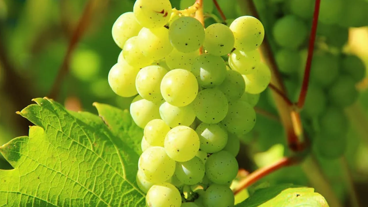 జీర్ణ సంబంధిత సమస్యలతో ఇబ్బంది పడేవారు ద్రాక్ష పండ్లను తింటే విరోచనాలు, కడుపు నొప్పి వచ్చే అవకాశాలు ఉన్నాయని వైద్యులు చెబుతున్నారు. కాబట్టి, వారు మితంగా తీసుకుంటే చాలా మంచిది.
