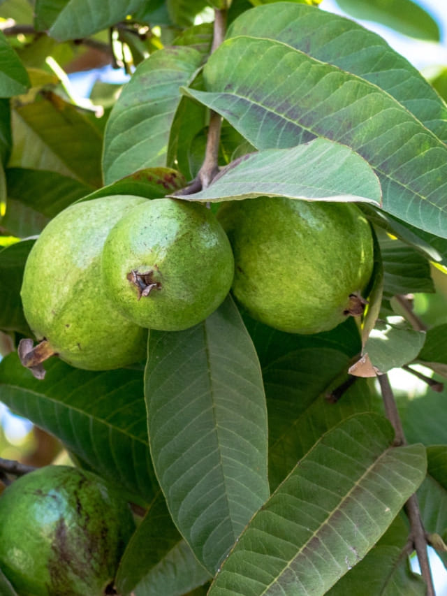 జామకాయలు వీరికి విషంతో సమానం.. మర్చిపోయి కూడా తినొద్దు..