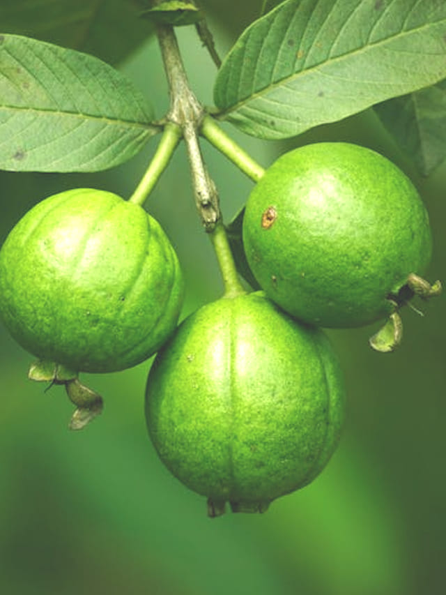 ఆ సమస్యలున్న వారు జామకాయ తినకూడదు.. తింటే జరిగేది ఇదే!