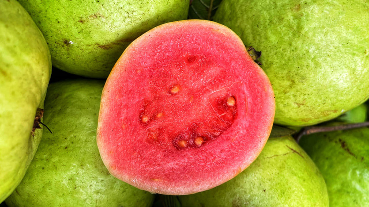 వీరికి జామకాయ డేంజర్.. రోజూ తింటే ఇక హాస్పిటల్స్ చుట్టూ తిరగాల్సిందే