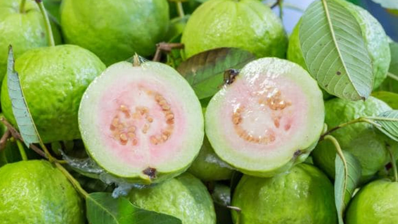 
జీర్ణ సమస్యలు :  జీర్ణ సమస్యలతో  బాధ పడేవారు జామకాయను తింటే ఈ సమస్యలు ఎక్కువ అవుతాయి కాబట్టి, వీటిని ఉదయం పూట తినకండి.  