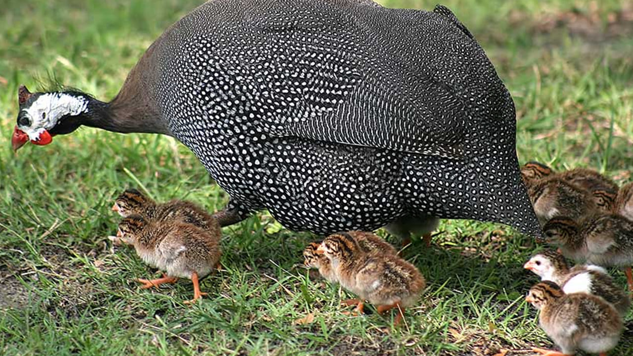 Poultry: గిన్ని కోళ్లను ఇళ్లలో పెంచుకోవడం వల్ల ఎన్నో లాభాలు..