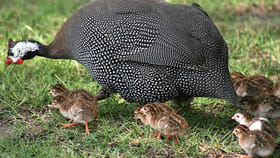 గిన్ని కోళ్లను ఇంట్లో పెంచితే సూపర్ బెనిఫిట్స్...