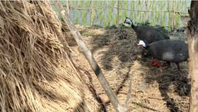 అందుకే ఫామ్‌లో గిన్ని కోళ్లను పెంచాలి అనేది..ఇవి చూడండి ఏం చేశాయో