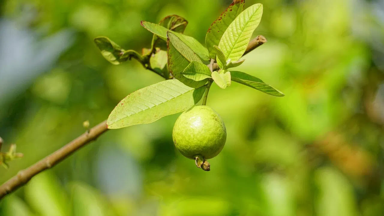 జీర్ణక్రియ మెరుగు:కడుపు ఉబ్బరం, గ్యాస్ వంటి సమస్యలతో బాధపడేవారికి జామ ఆకులు మంచి పరిష్కారం. వీటిలోని శోథ నిరోధక లక్షణాలు జీర్ణక్రియను మెరుగుపరిచి, కడుపు సంబంధిత సమస్యలను నివారిస్తాయి.